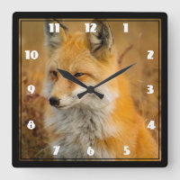 Cute Red Fox Wilderness Nature Photography