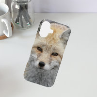 Cute Red Fox Wildlife Photo