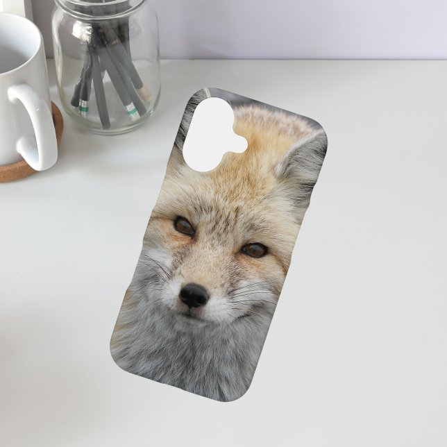 Cute Red Fox Wildlife Photo (In Situ)