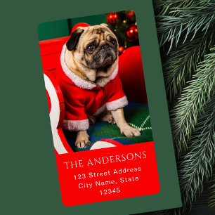 Cute Red & Green Peppy Dog Photo Lover Pawlidays