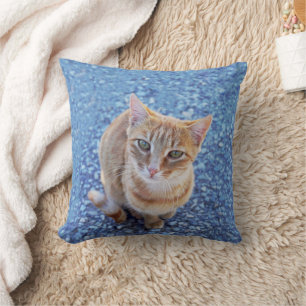 Cute red kitten on blue cushion