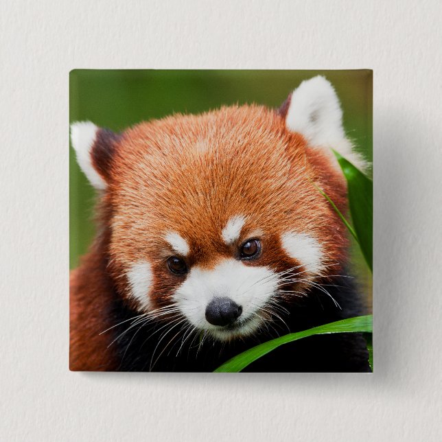 Cute Red Panda 15 Cm Square Badge (Front)