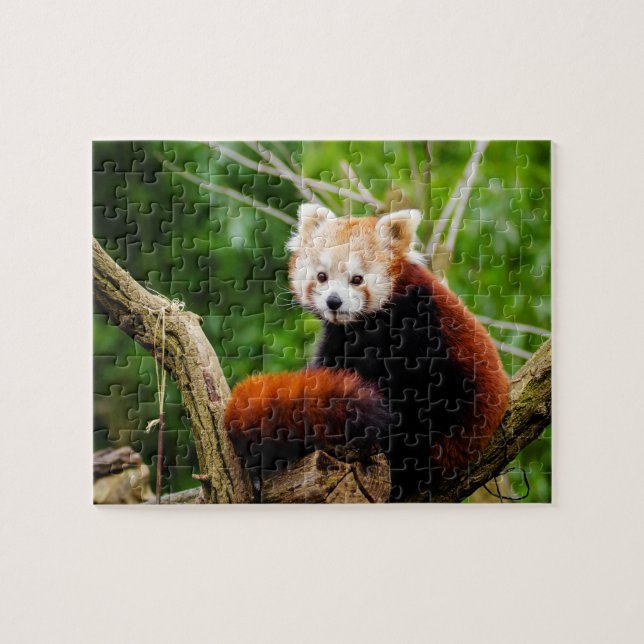Cute Red Panda Bear Jigsaw Puzzle (Horizontal)