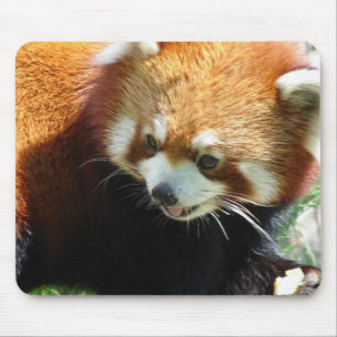 Cute Red Panda Bear Mouse Pad
