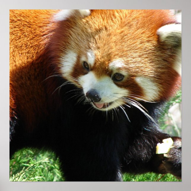 Cute Red Panda Bear Poster (Front)