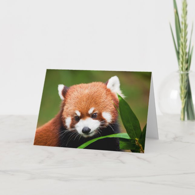 Cute Red Panda Card (Front)