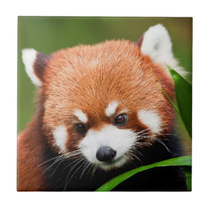 Cute Red Panda Ceramic Tile