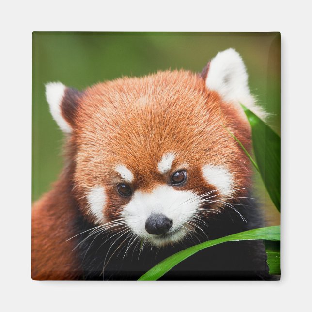 Cute Red Panda Magnet (Front)