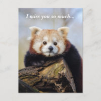 Cute Red Panda Miss You So Much 