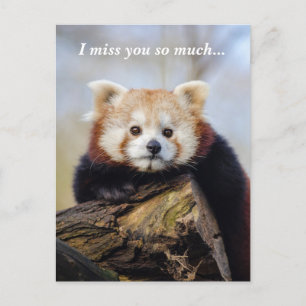 Cute Red Panda Miss You So Much  Postcard