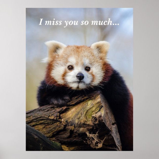 Cute Red Panda Miss You So Much  Poster (Front)