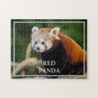 Cute Red Panda Nature Photo