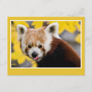 Cute red panda photo postcard