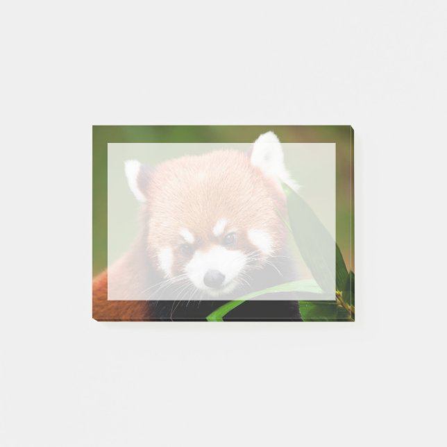 Cute Red Panda Post-it Notes (Front)