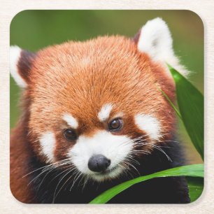 Cute Red Panda Square Paper Coaster