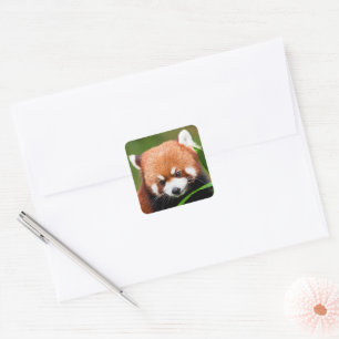 Cute Red Panda Square Sticker