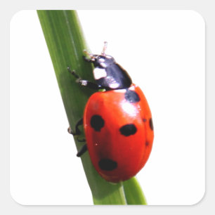 Cute Red Spotted Ladybug Square Sticker