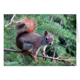 Cute Red Squirrel Card