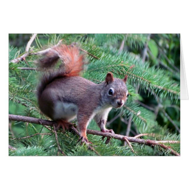 Cute Red Squirrel Card (Front Horizontal)