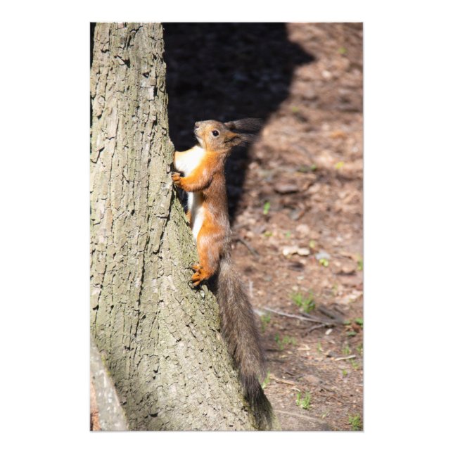 Cute red squirrel on a tree photo print (Front)