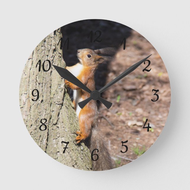 Cute red squirrel on a tree poster throw pillow round clock (Front)