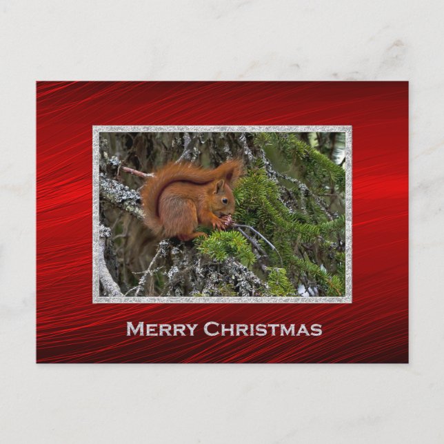 Cute Red Squirrel Pine Photo Christmas Postcard (Front)