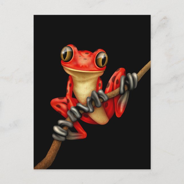 Cute Red Tree Frog on a Branch on Black Postcard (Front)