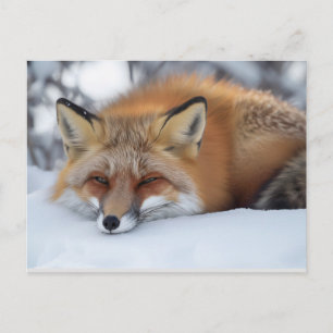 Cute Resting Fox Winter Animal Postcard