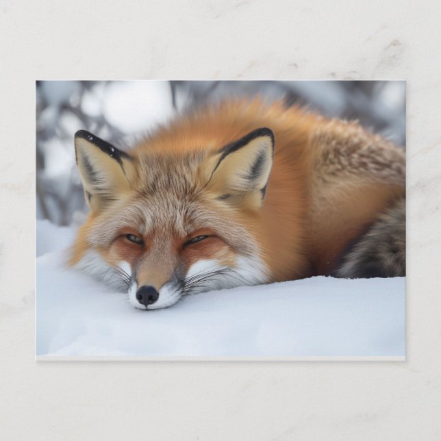 Cute Resting Fox Winter Animal  Postcard (Front)