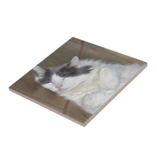 Cute resting Maine Coon cat Tile