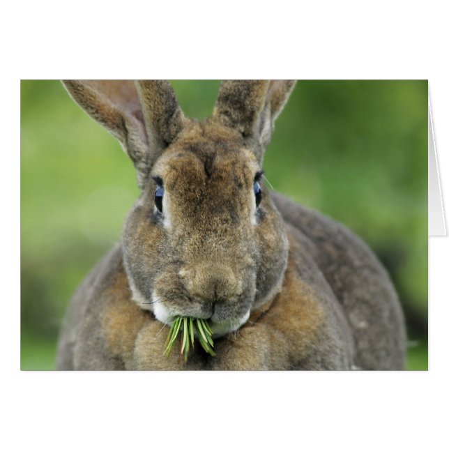 Cute Rex Bunny Rabbit Eating Fir Needles (Front Horizontal)