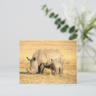 Cute rhinoceros in africa postcard