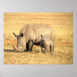 Cute rhinoceros in africa  poster