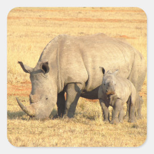 Cute rhinoceros in africa square sticker