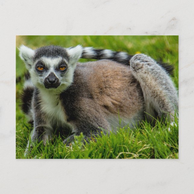 Cute ring tail lemur design products postcard (Front)