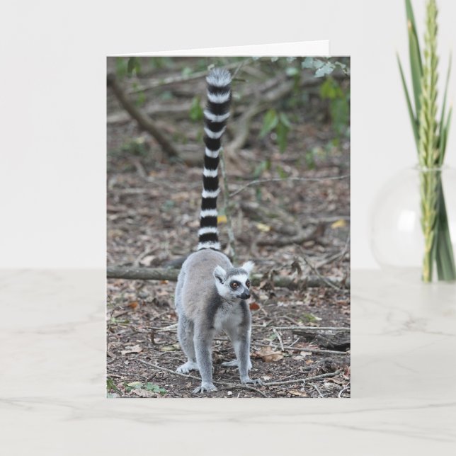 Cute Ring-Tailed Lemur Photo Card (Front)