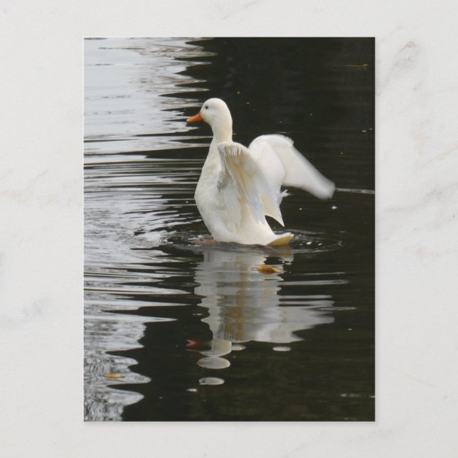 Cute Rising Duck DIY Postcard (Front)