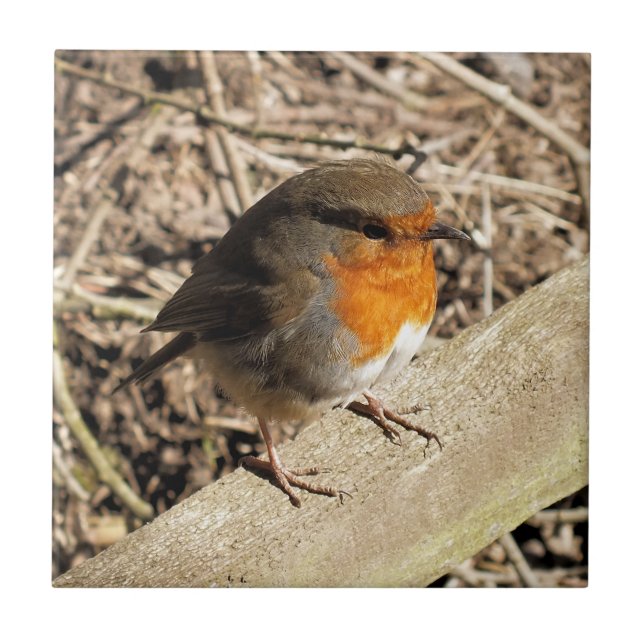 CUTE ROBIN CERAMIC TILE (Front)