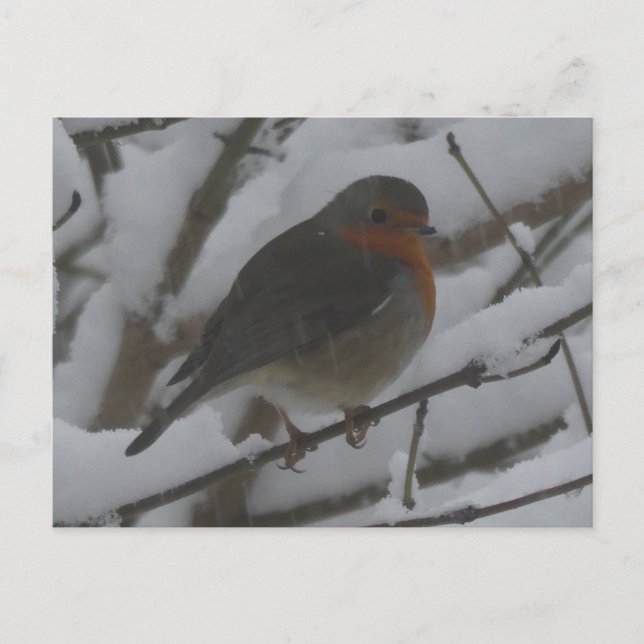 Cute Robin Close Up in Snow DIY Postcard (Front)