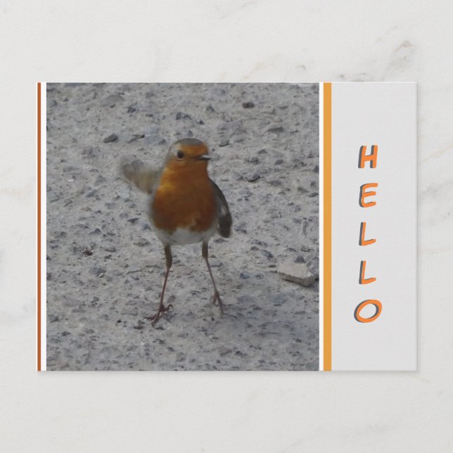 Cute Robin HELLO Postcard (Front)