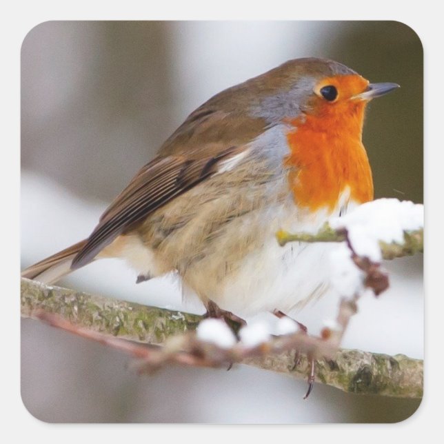 Cute robin on branch in winter square sticker (Front)