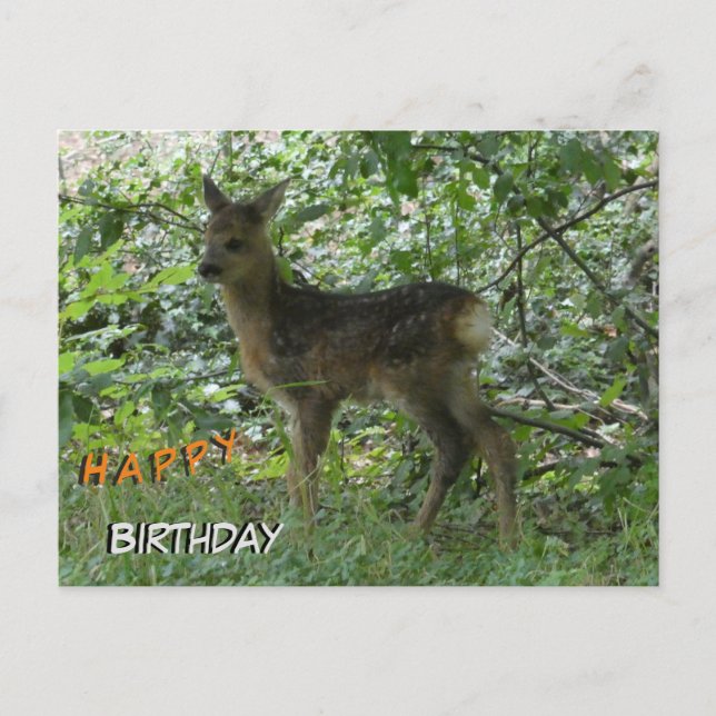 Cute Roe Deer in Forest Cust. Birthday Postcard (Front)