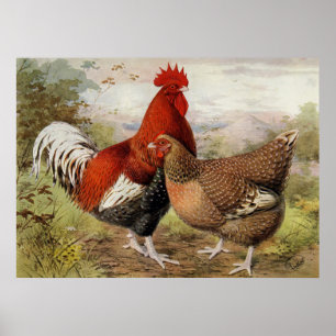 Cute rooster and chicken Country kitchen Poster