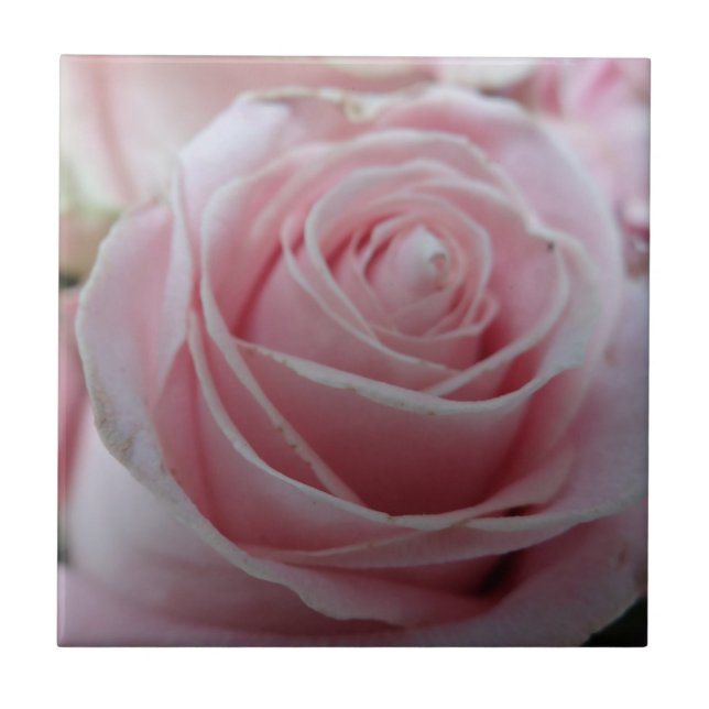 Cute Rose Flower Ceramic Tile (Front)
