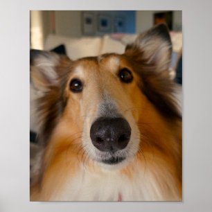 Cute rough collie poster