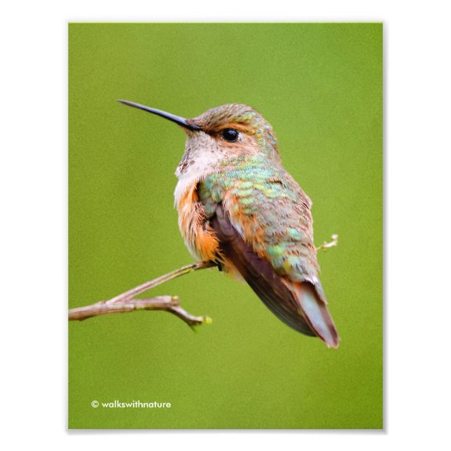 Cute Rufous Hummingbird on California Lilac Photo Print (Front)