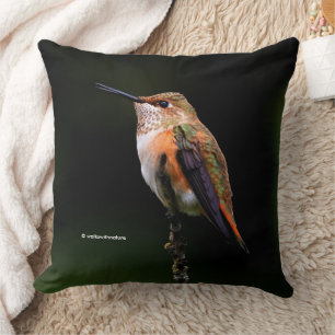 Cute Rufous Hummingbird on Fruit Tree Cushion
