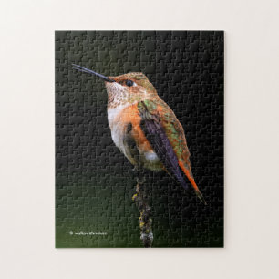 Cute Rufous Hummingbird on Fruit Tree Jigsaw Puzzle