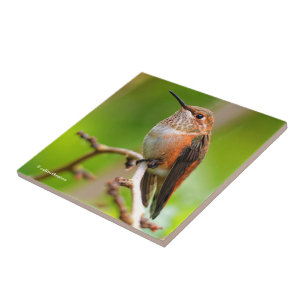 Cute Rufous Hummingbird on Plum Tree Branch Tile