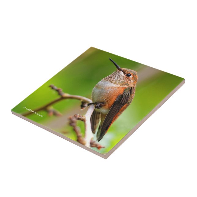 Cute Rufous Hummingbird on Plum Tree Branch Tile (Side)